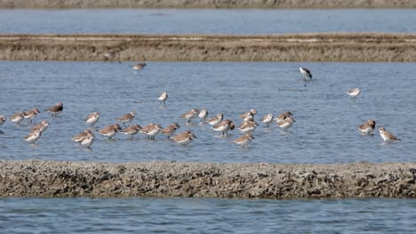 Some-moving-around-while-most-of-them-face-to-the-right-resting-after-intense-feeding,-Plovers-Assorted-Resting,-Thailand