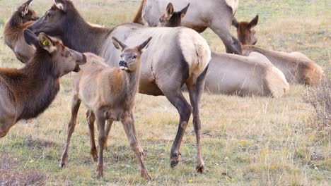 female elk finishes nursing her calf and baby licks tong while mother walks away with their herd in the wilderness of rocky mountain national park