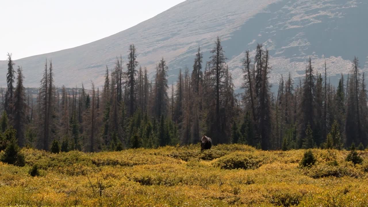 un tiro inclinado hacia arriba que revela un gran alce hembra pastando en un gran arbusto verde en cámara lenta en el lago del castillo rojo inferior en el bosque nacional alto uinta entre utah y wyoming en un día de otoño