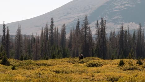 a tilting up shot revealing a large female moose grazing on a large green bush in slow motion at the lower red castle lake in the high uinta national forest between utah and wyoming on an autumn day