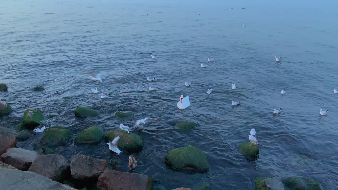 슬로모션: 갈매기는 돌 가까이 날아가고 방파제는 먹이를 찾고, 외로운 백조와 바다의 갈매기 사이에 있는 오리