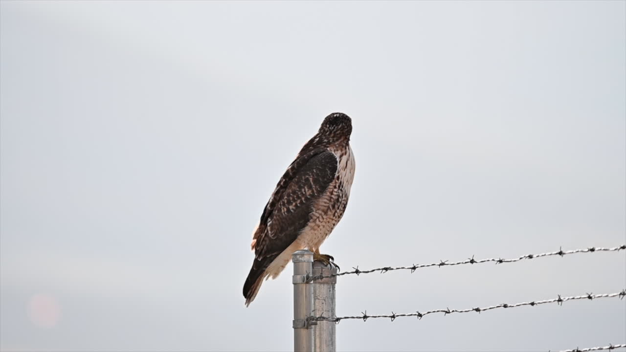 majestad emplumada: halcón de cola roja en luz perfecta