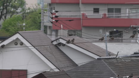 view of white-cheeked starling birds perching and flying in tokyo, japan - low angle shot