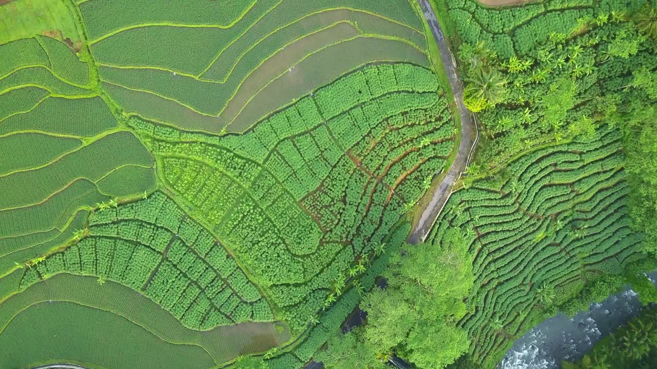 toma aérea de arriba hacia abajo del campo de arroz y la plantación de casava en el campo tropical de indonesia al sol - río que fluye y carretera en el valle