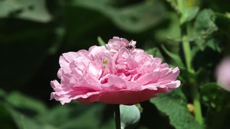 honey bee delving into a annual pink poppy
