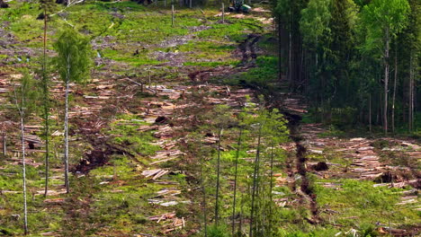 logging site with felled trees, scattered trunks and machinery tracks in green forest clearing
