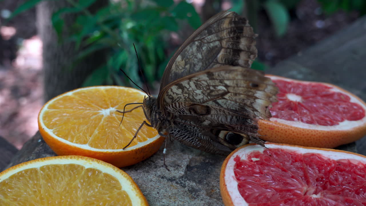 Owl butterfly eating nectar from slices of oranges and grapefruits