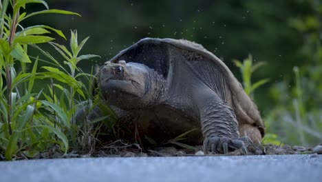 Tortuga-Mordedora-Hembra-Poniendo-Huevos-Al-Lado-De-Una-Carretera