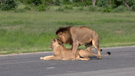 apareamiento de leones en una carretera asfaltada en la reserva privada de caza sabi sands, sudáfrica - toma amplia