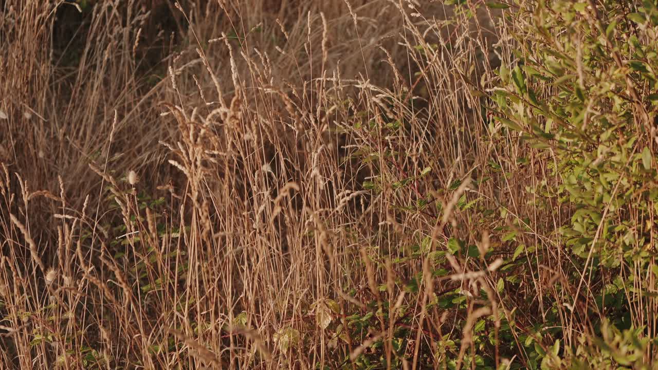 Golden grasses sway in serene autumn breeze
