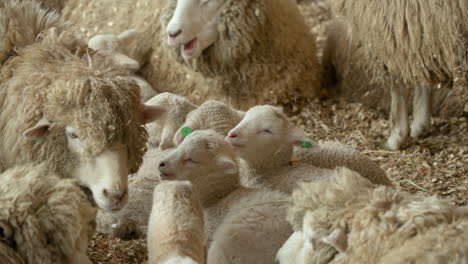 merino sheep herd lambs eating hay with babies in shed close-up