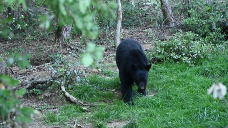 Ein-Schwarzbär-Läuft-Langsam-Auf-Einem-Waldboden-In-Einem-Zoogehege