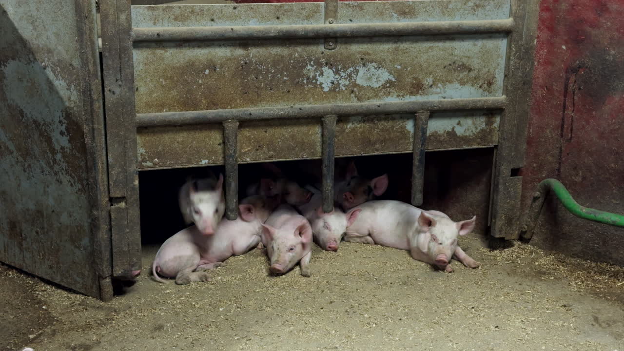 Curious group of piglets at shelter