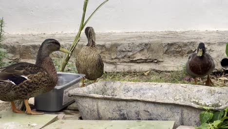 patos bebiendo agua fuera de la casa griega en la isla de hydra