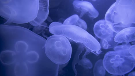 Jellyfish-swimming-in-water-in-an-aquarium