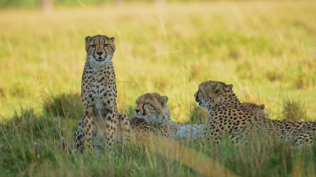 movimiento lento de la familia de guepardo de la madre y los cachorros descansando en la sombra en clima caluroso en un día soleado en áfrica, animales de safari de vida silvestre africana en masai mara, kenia en la sabana de hierba larga