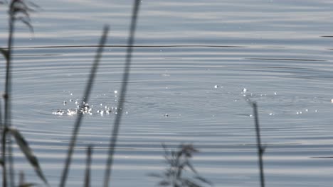 Focha-Pequeña-Ave-Acuática-Zambullirse-En-El-Agua-Uk