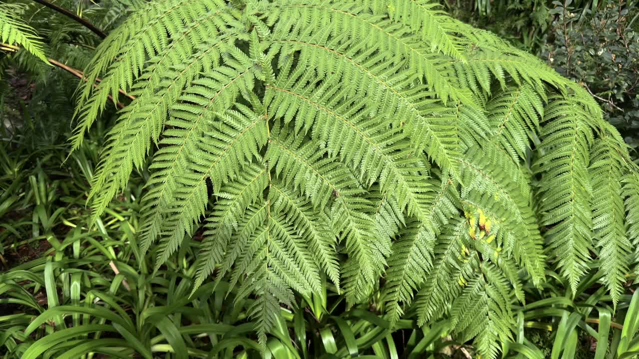 Dettaglio di fronde verdi di felce arborea nel giardino botanico di Sao Miguel