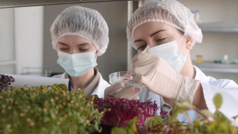 scientists examining microgreens in a laboratory setting