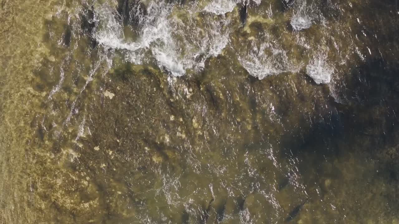 los salmones nadan en aguas claras y poco profundas cerca de la costa con ondas suaves que vienen de arriba.