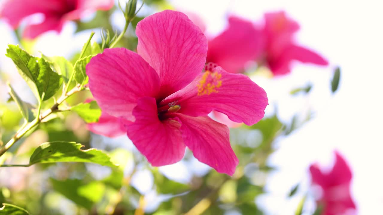 Fiori di ibisco rosa vivaci che ondeggiano leggermente