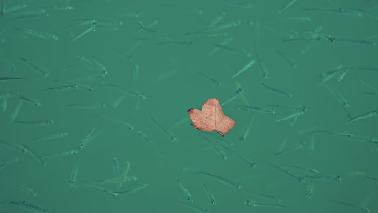 A school of small fish swimming near a dried leaf on the water surface o the Mediterranean sea