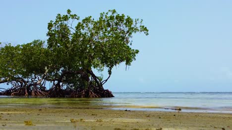 isolated mangrove landscape in a beach with a clear sky in background