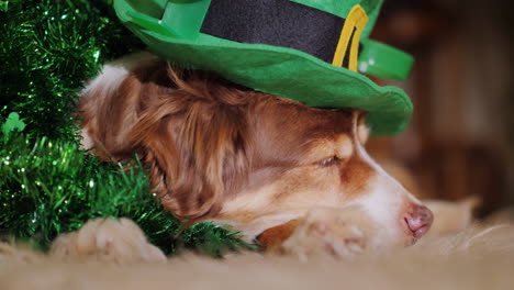 elegant dog in the decoration of the day of st patrick lies near the fireplace