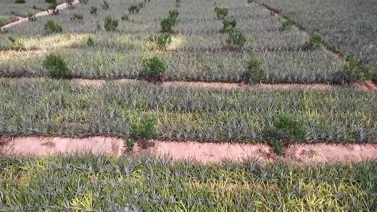 dji pt4로 촬영한 태국의 파인애플 농장