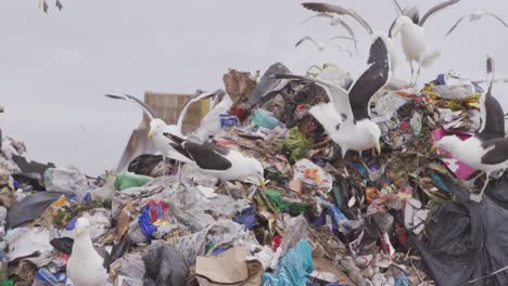pájaros volando sobre basura apilada en un vertedero lleno de basura