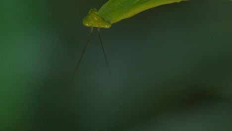 handheld shot of green macro mantis in tambopata, madre de dios region, peru, in the peruvian amazon
