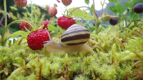 el caracol en primer plano, mirando las fresas rojas