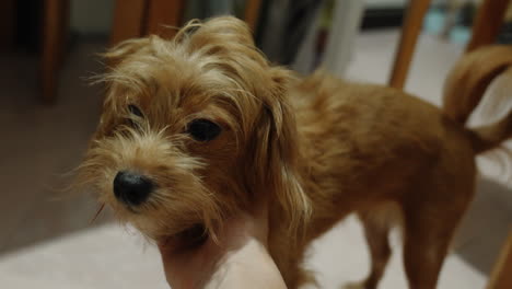 puppy feels comfortable being touched by his master's hand