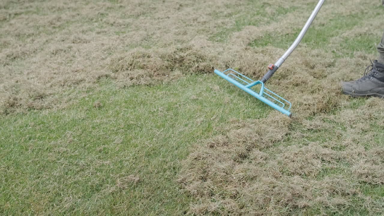Man Raking Dead Grass and Thatch from a Lawn
