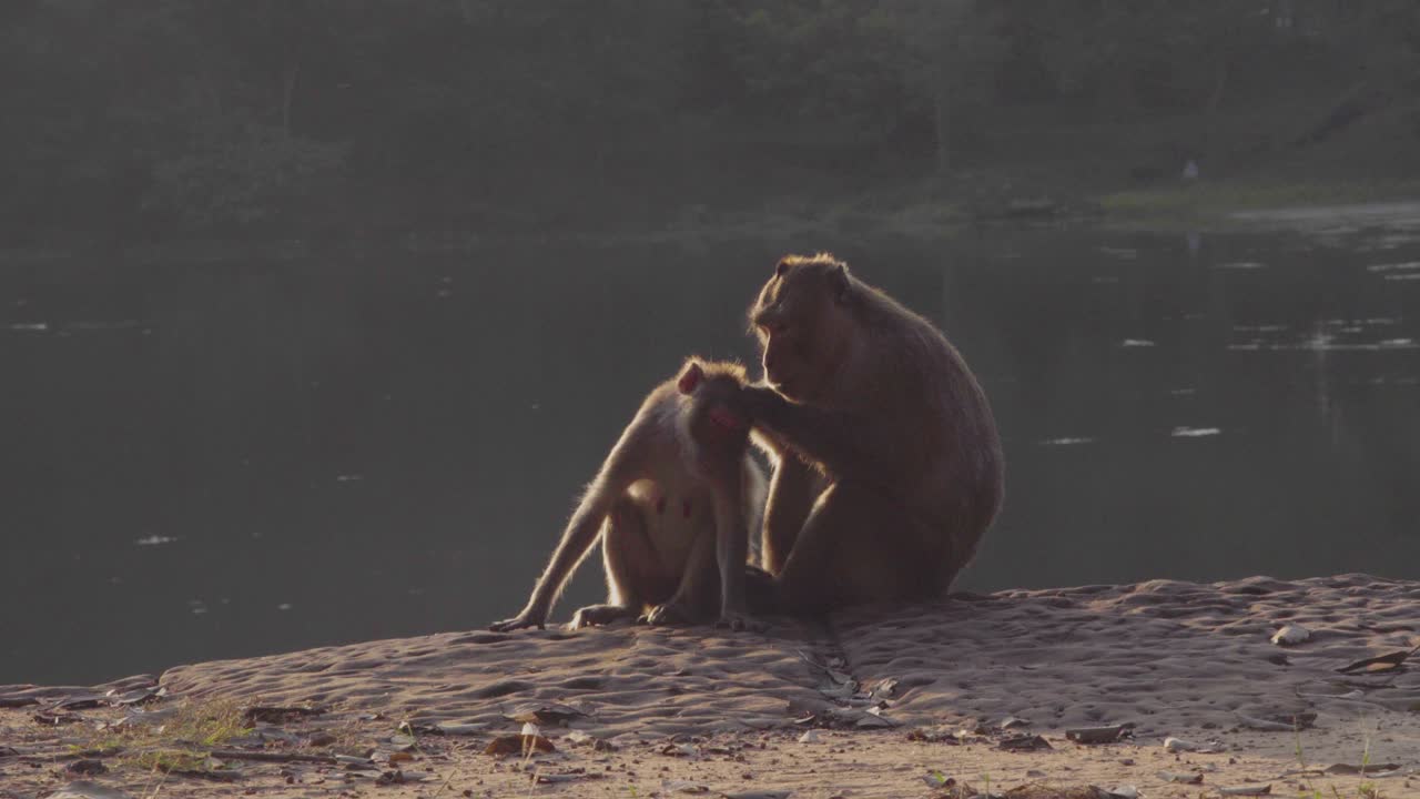 Monkey, macaques