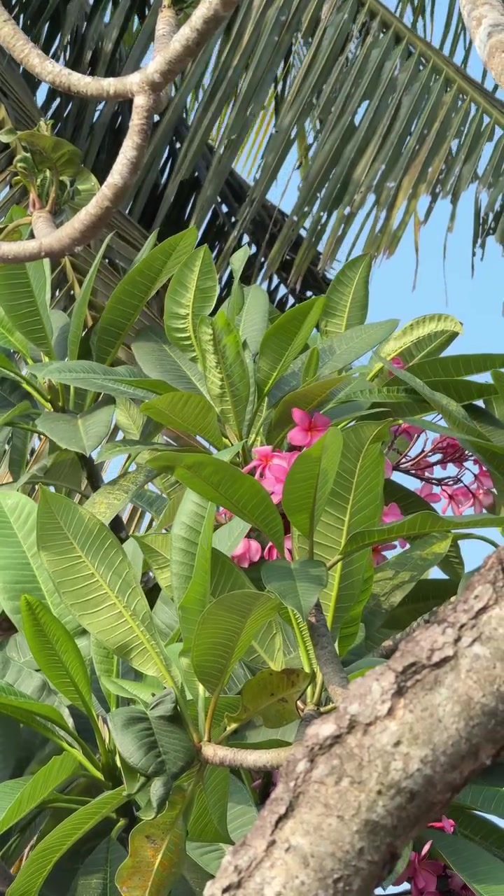 Fiori di Plumeria rosa che sbocciano su un albero tropicale