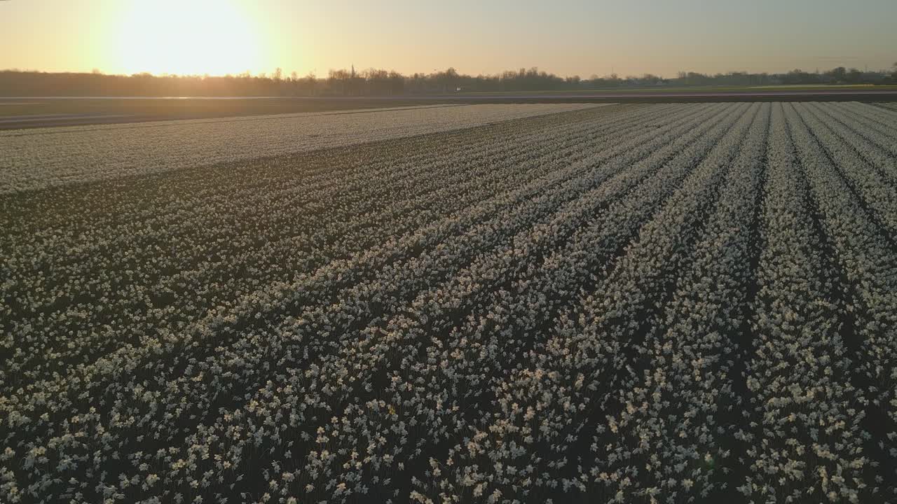 Aerial shot over a field of blooming daffodils at sunrise in the Netherlands.