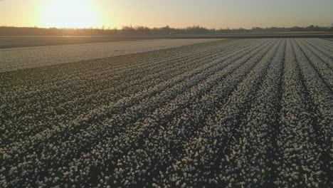 aerial shot over a field of blooming daffodils at sunrise in the netherlands.