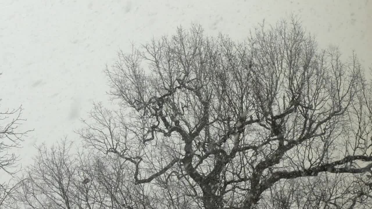 비둘기가 있는 잎이 없는 나무에 폭설이 내린다