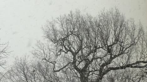 Heavy-snow-fall-on-tree-with-no-leaves-with-pigeons-on