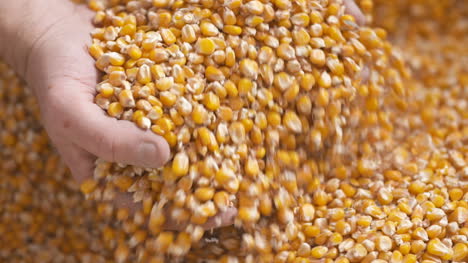 farmer hands showing freshly harvested corn grains agriculture corn harvesting 6