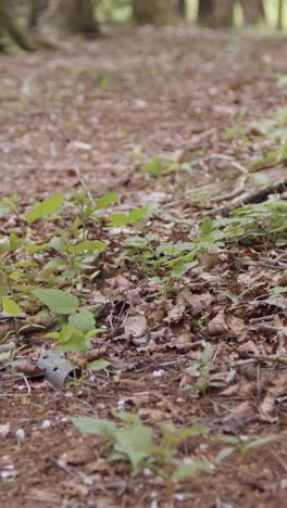 Close-Up-Vertical-Video-Of-Man-On-Mountain-Bike-Cycling-Along-Dirt-Trail-Through-Woodland-