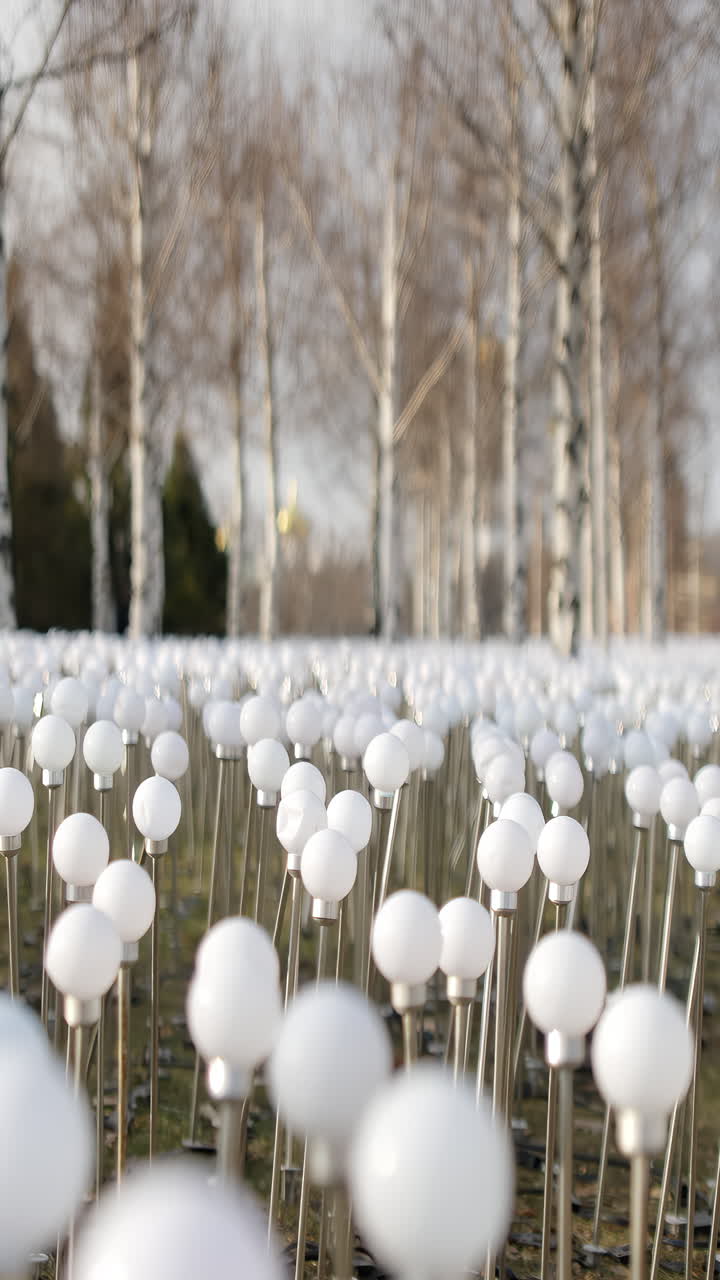 An Outdoor Art Installation of White Spherical Lights in a Field of Trees