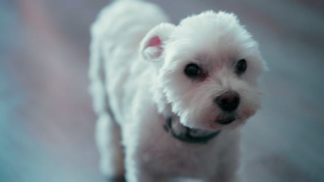 fotografía de cerca de un lindo perro maltés blanco dentro del apartamento mirando a una cámara