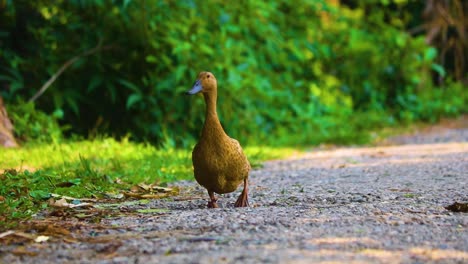 mallard duck gracefully walking for food during the daytime in bangladesh street, showcasing the beauty of this waterfowl in action