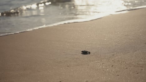 Isolierte-Neugeborene-Kleine-Schildkröte,-Die-Zum-Ersten-Mal-In-Warmes,-Goldenes-Stundenlicht-Ins-Meer-Geht