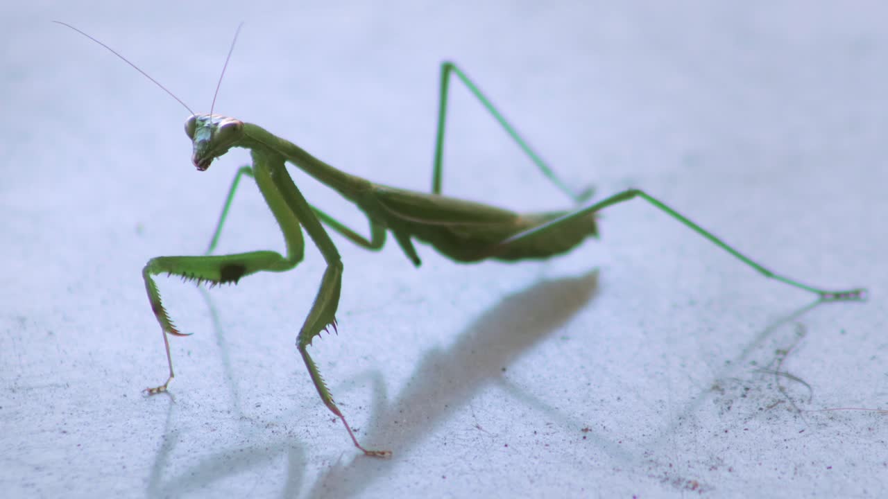 Praying Mantis Close Up With A Missing Leg Moving Side To Side On Table, Daytime Maffra, Gippsland, Victoria, Australia