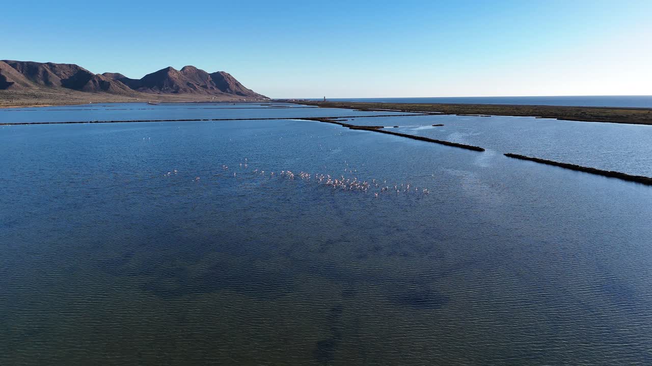 Group of pink flamingos - Phoenicopterus roseus - gracefully flying over a shimmering salt evaporation pond, capturing the beauty of a sunny day in a picturesque lagoon in Spain