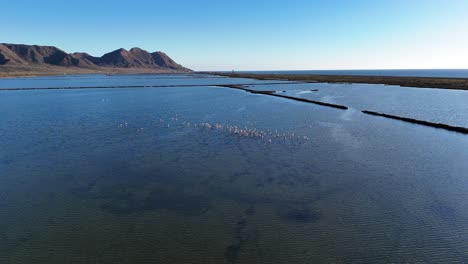 group of pink flamingos - phoenicopterus roseus - gracefully flying over a shimmering salt evaporation pond, capturing the beauty of a sunny day in a picturesque lagoon in spain