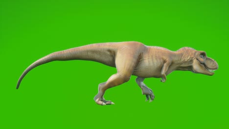 el dinosaurio t-rex enojado corre en una animación sin costuras en bucle. reptil frente a la pantalla verde. animación para fondos históricos, naturales y animales.
